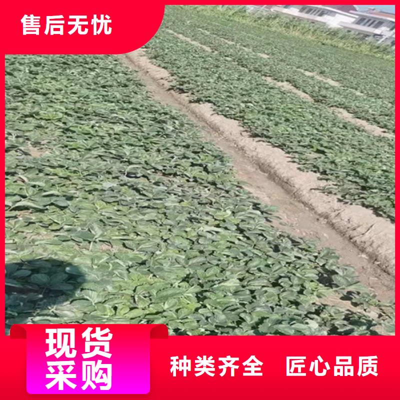 草莓苗车厘子苗质量优价格低