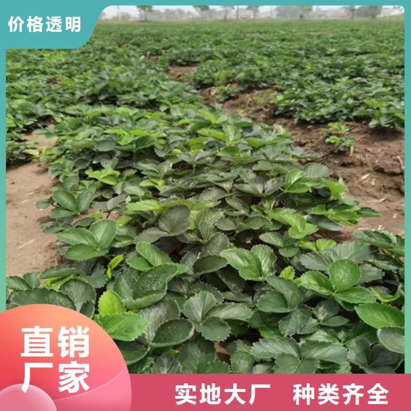 草莓苗大金星山楂苗敢与同行比质量