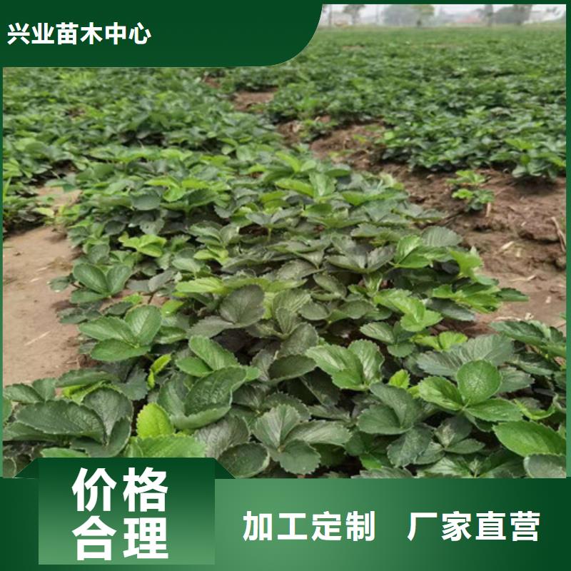 草莓苗核桃苗质量层层把关