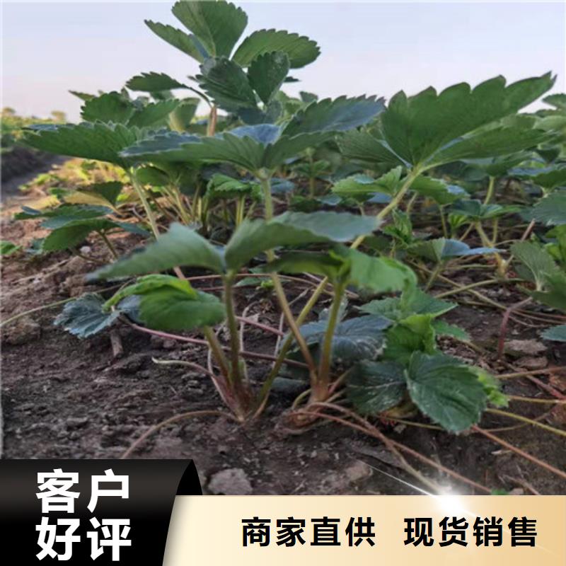 草莓苗【红颜草莓苗】用心做好细节