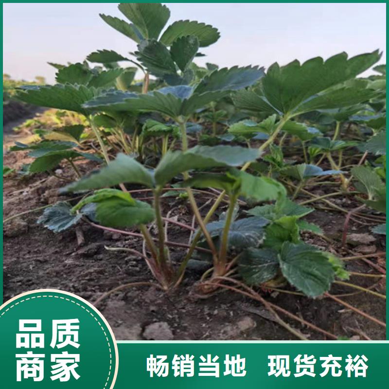 草莓苗核桃苗质量层层把关