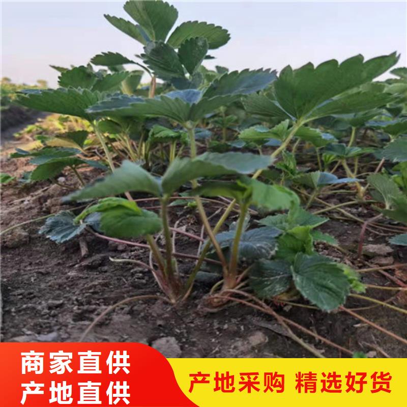 【草莓苗】花椒苗敢与同行比价格