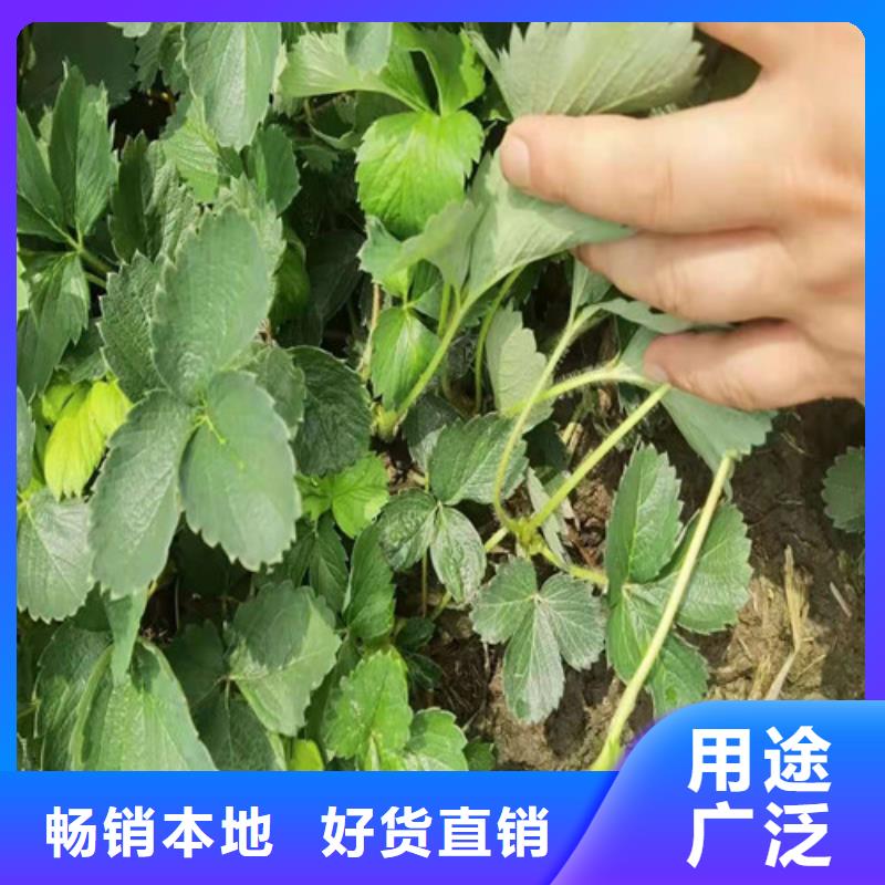 【草莓苗苹果苗粘木源头厂家直销】