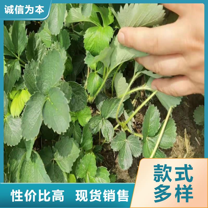 【草莓苗桃树苗库存丰富】