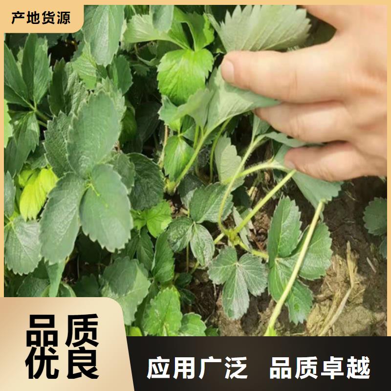 草莓苗樱桃树苗多行业适用