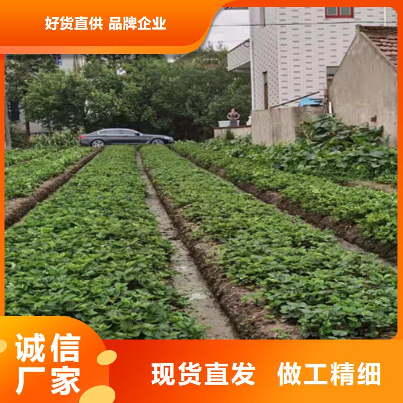 草莓苗珍珠油杏支持定制加工