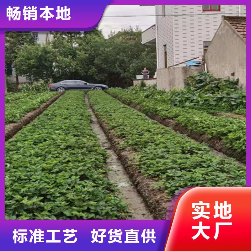 草莓苗桃树苗实体厂家大量现货