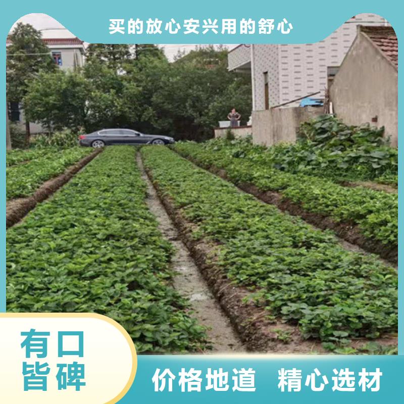 草莓苗珍珠油杏支持定制加工