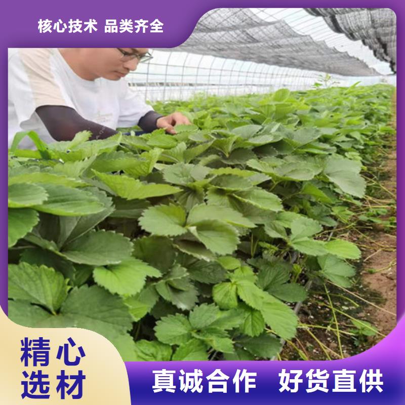 草莓苗_【木瓜海棠苗】N年专注