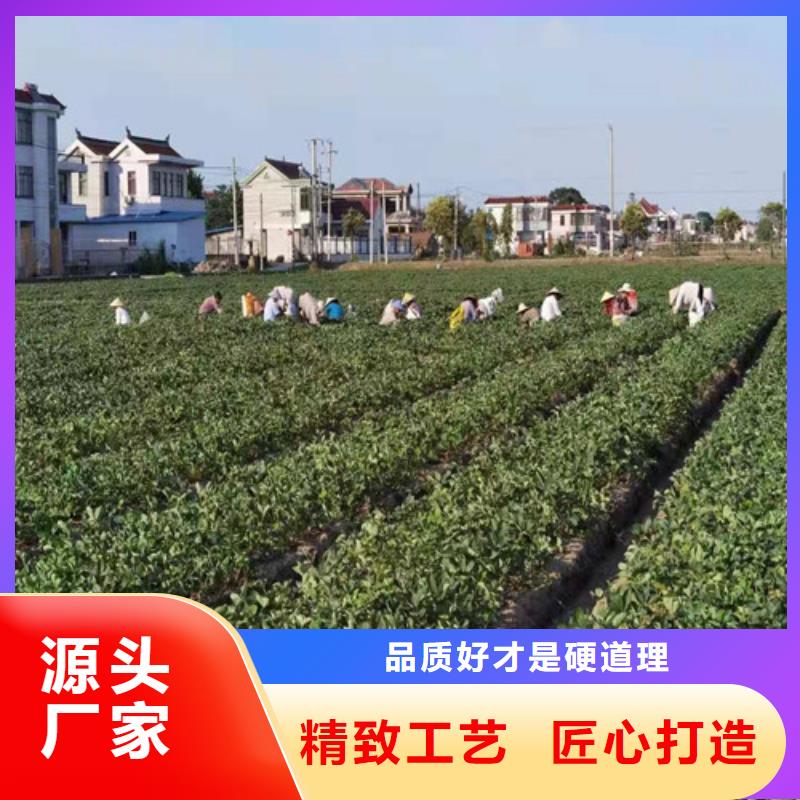 【草莓苗】樱桃树苗客户好评