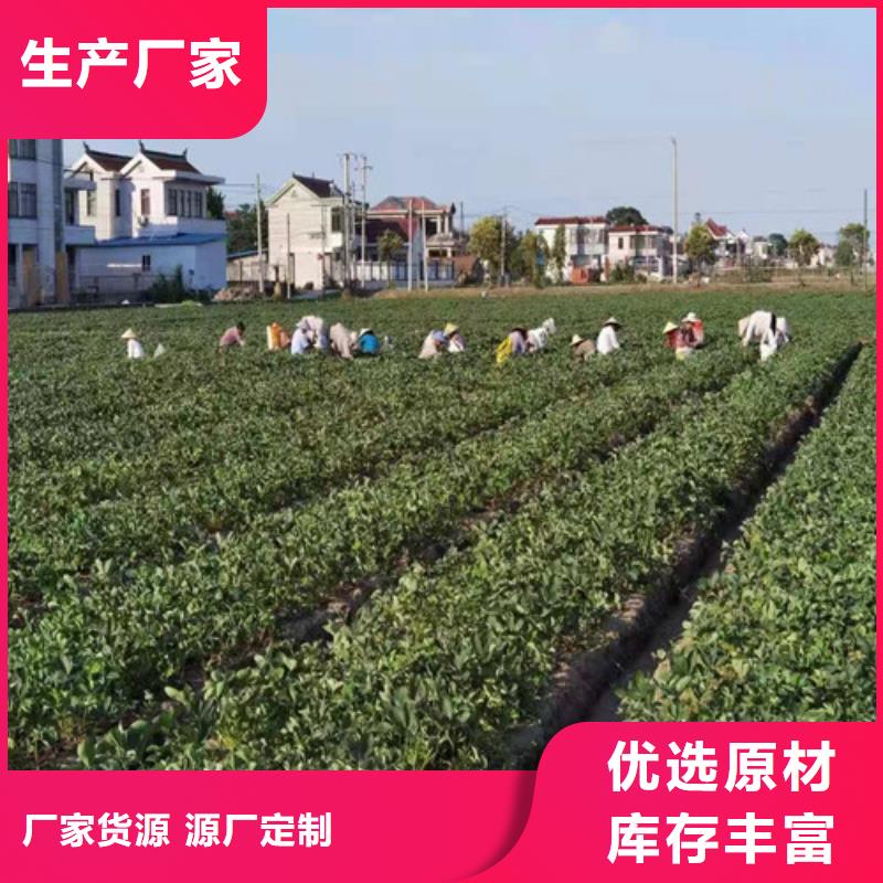 草莓苗,【大棚草莓苗】支持非标定制