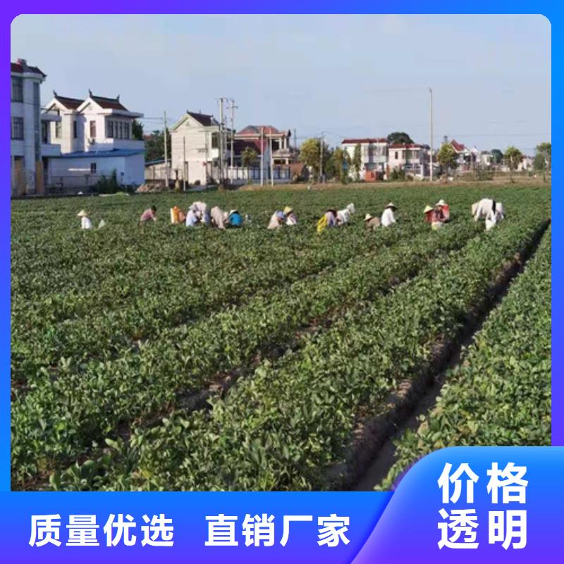 草莓苗红耔山楂苗好品质经得住考验