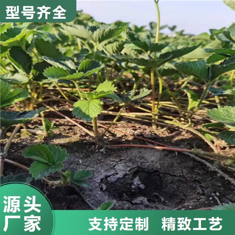 【草莓苗_樱桃树苗品质商家】