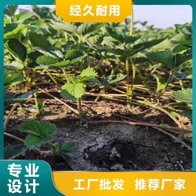 草莓苗大棚草莓苗一件也发货