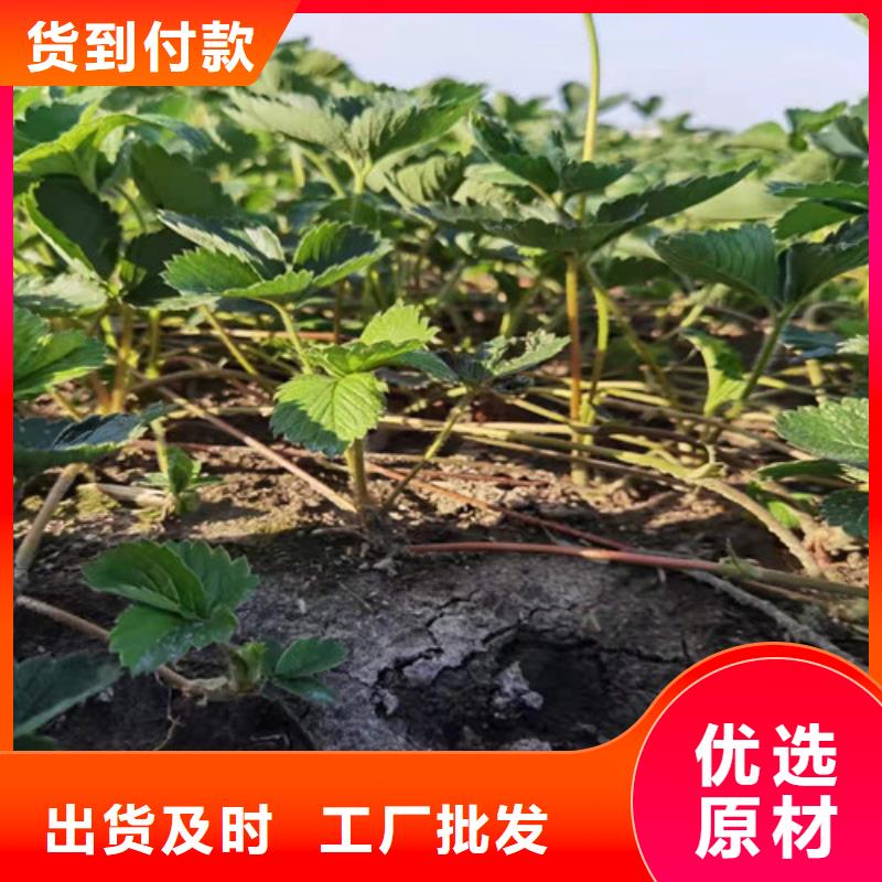 草莓苗珍珠油杏支持定制加工