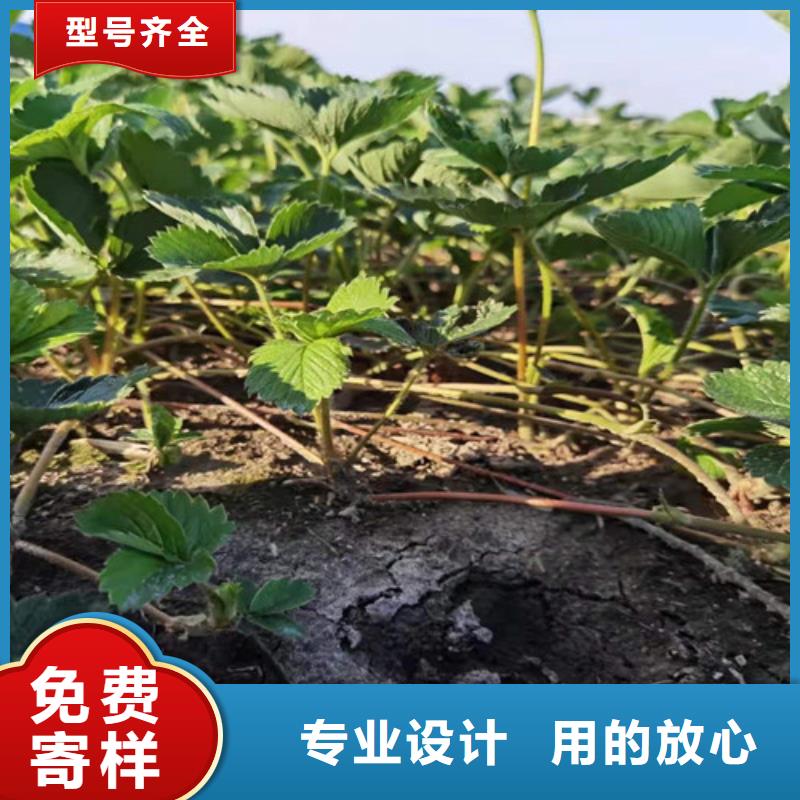 草莓苗核桃苗质量层层把关