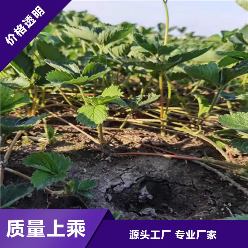 草莓苗大棚草莓苗当日价格