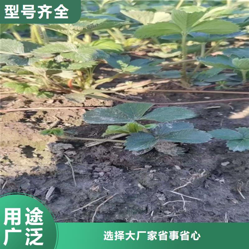 草莓苗-冬枣苗按需定制