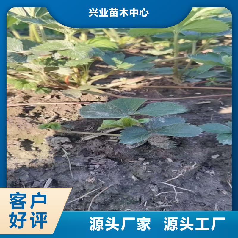 草莓苗苹果苗好品质选我们