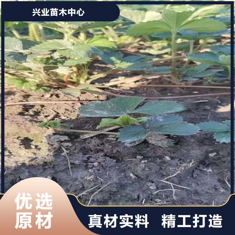 草莓苗,嘎啦苹果苗品质商家