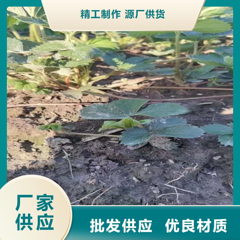 【草莓苗】红耔山楂苗一站式供应厂家