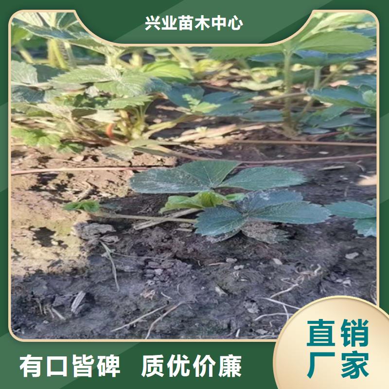 草莓苗-樱桃树苗货品齐全