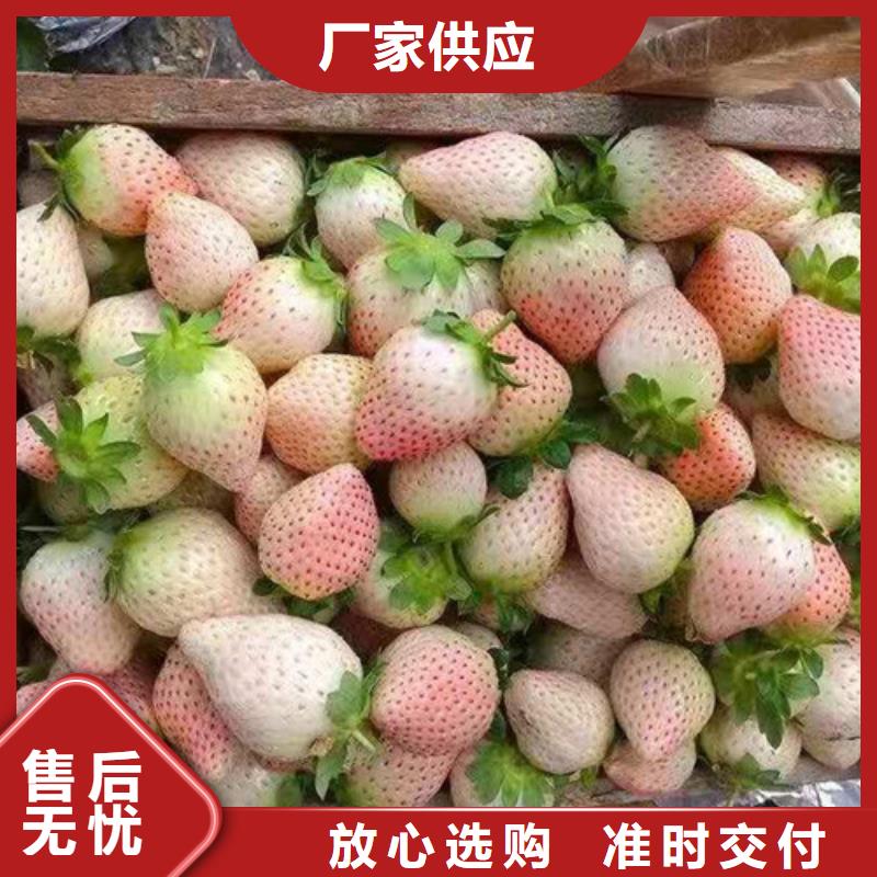 草莓苗-樱桃树苗品质之选