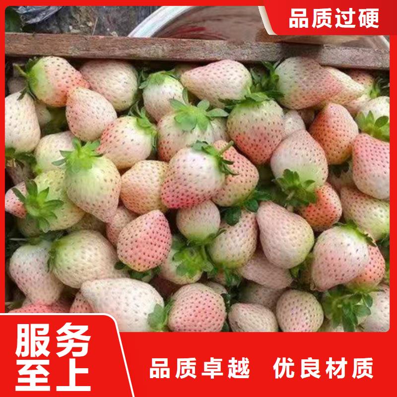 【草莓苗】葡萄苗老品牌厂家