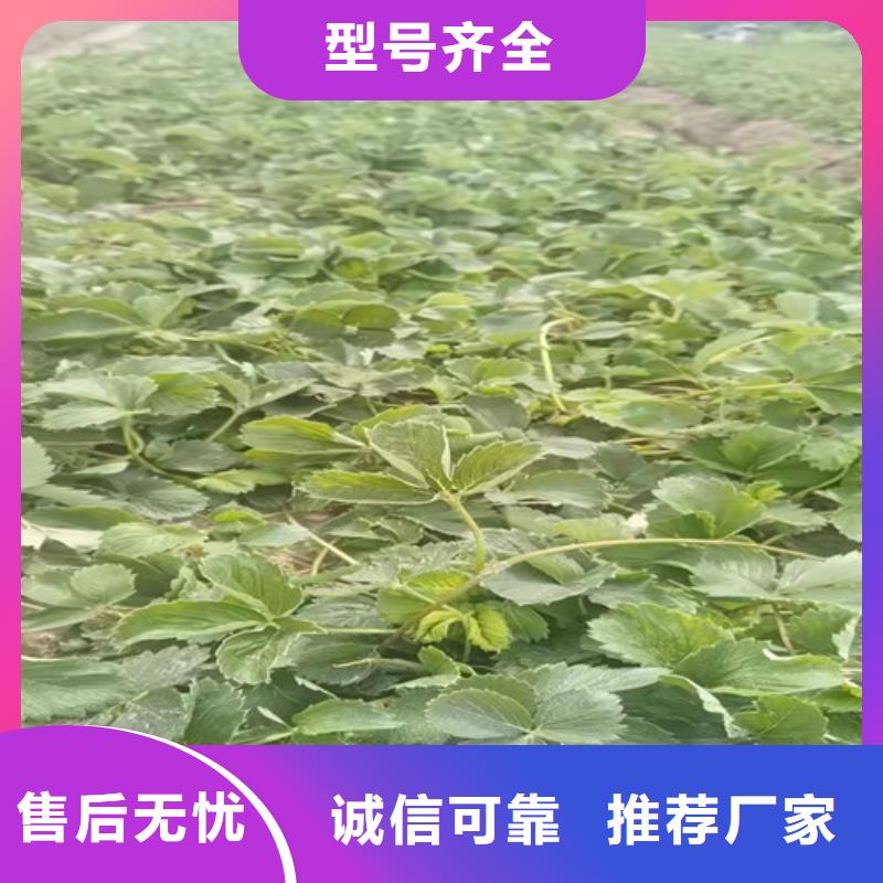 草莓苗梨树苗专注细节更放心