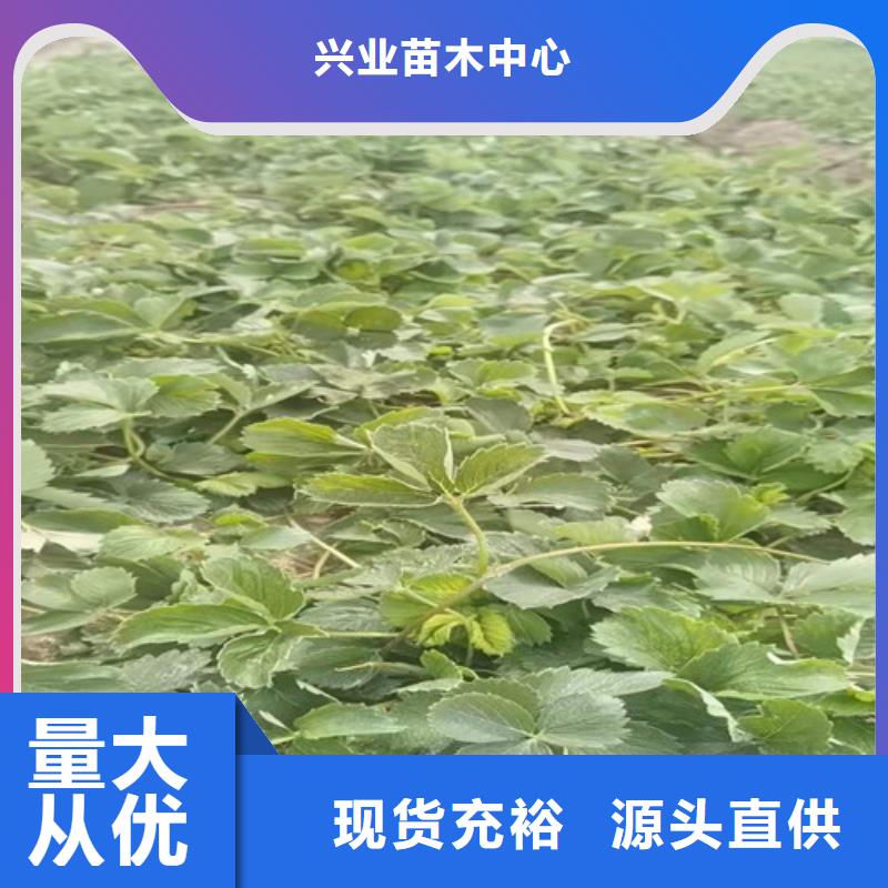 草莓苗-樱桃树苗品质之选