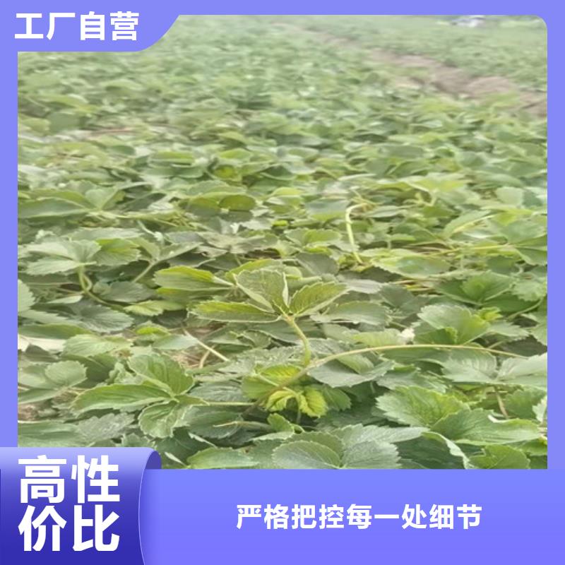 草莓苗樱桃树苗多行业适用