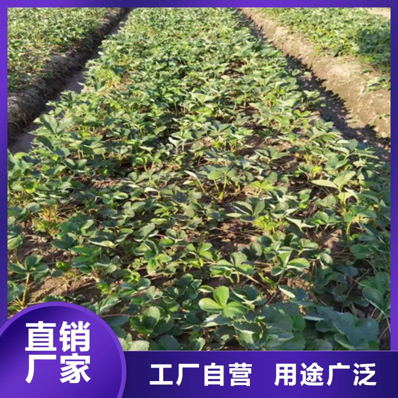 草莓苗大红袍花椒苗价格公道合理