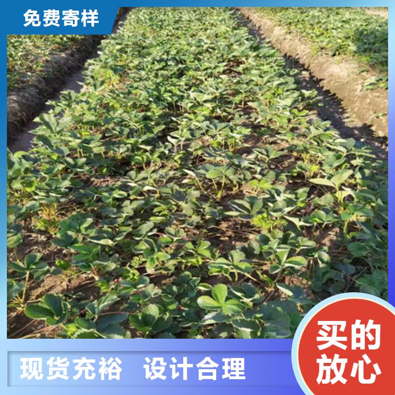 【草莓苗】樱桃树苗定制定做