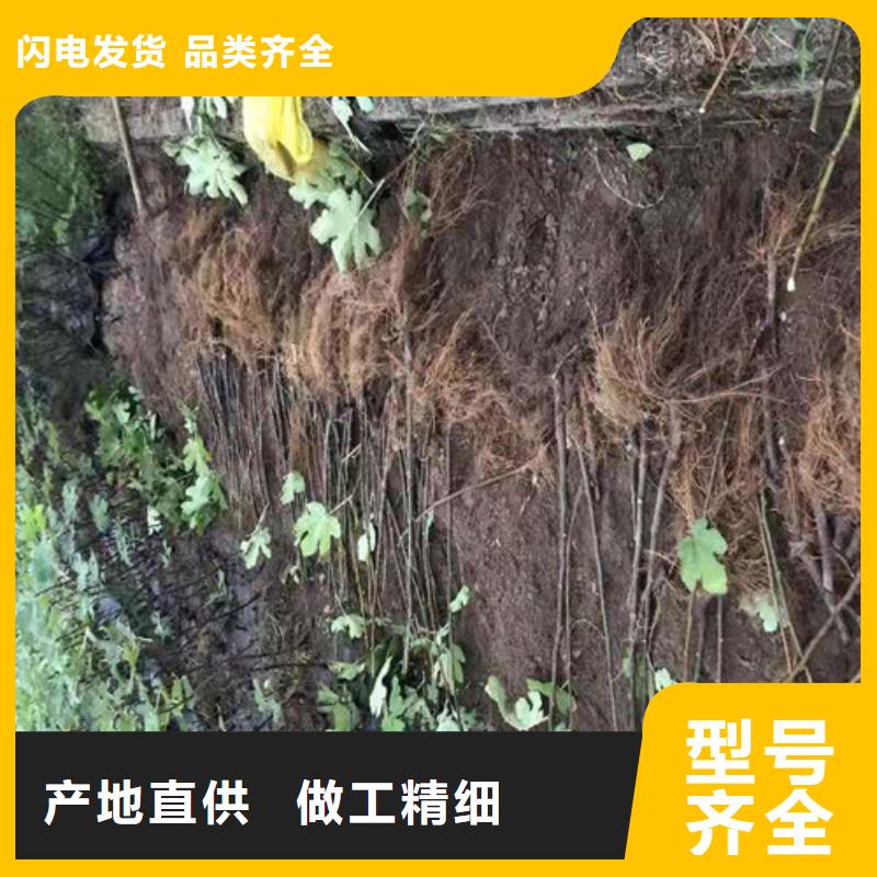 无花果葡萄苗货到付款