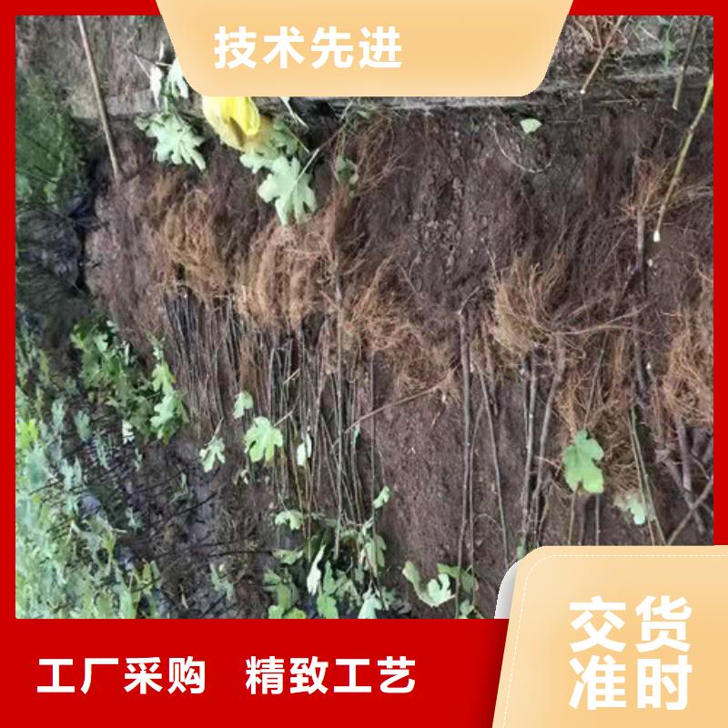 无花果大棚草莓苗用途广泛