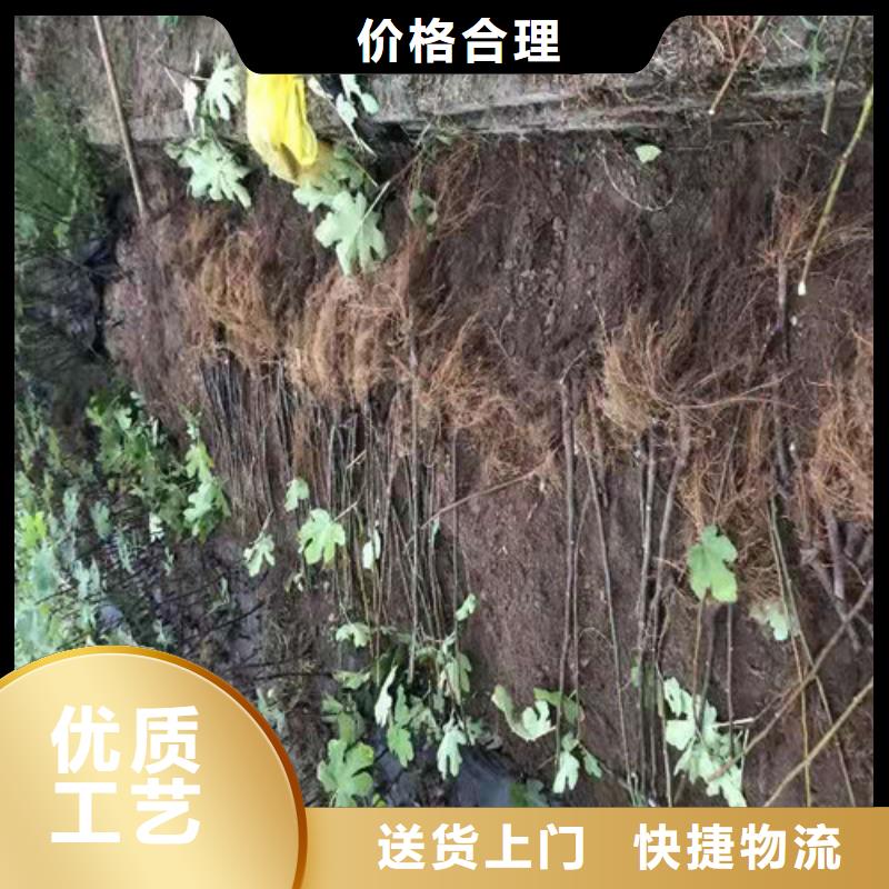 无花果葡萄苗精工打造