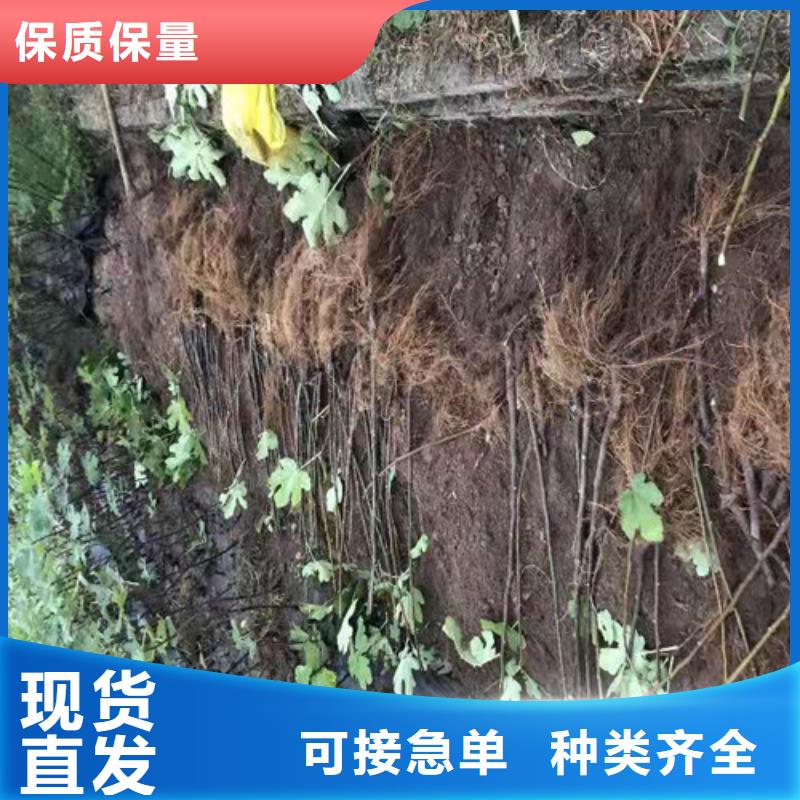 【无花果蓝莓苗好产品放心购】