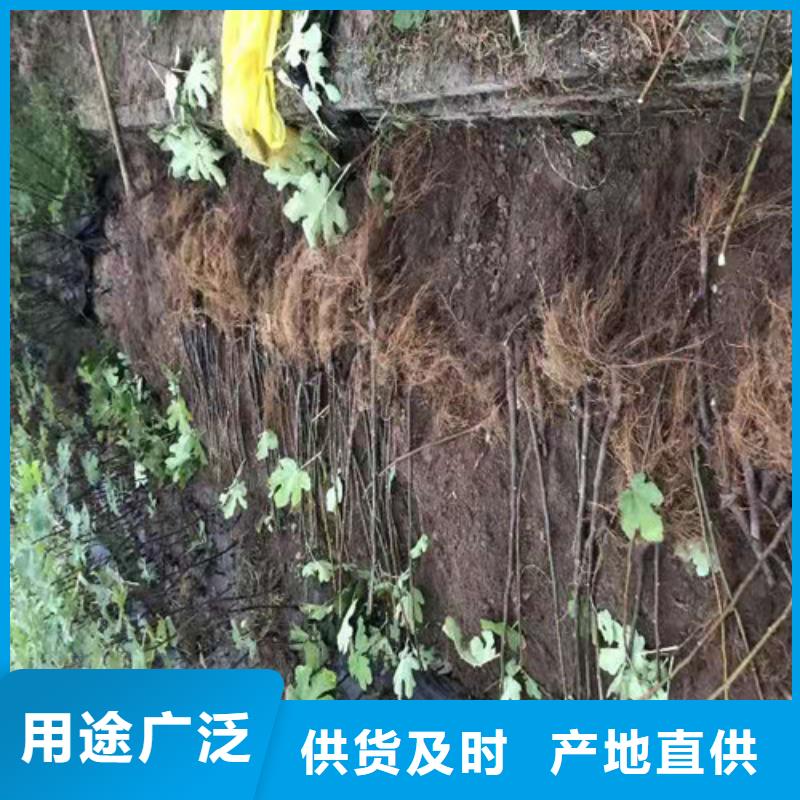 无花果-樱桃树苗有口皆碑