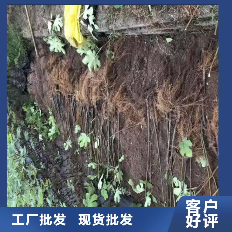 无花果蟠桃苗技术先进