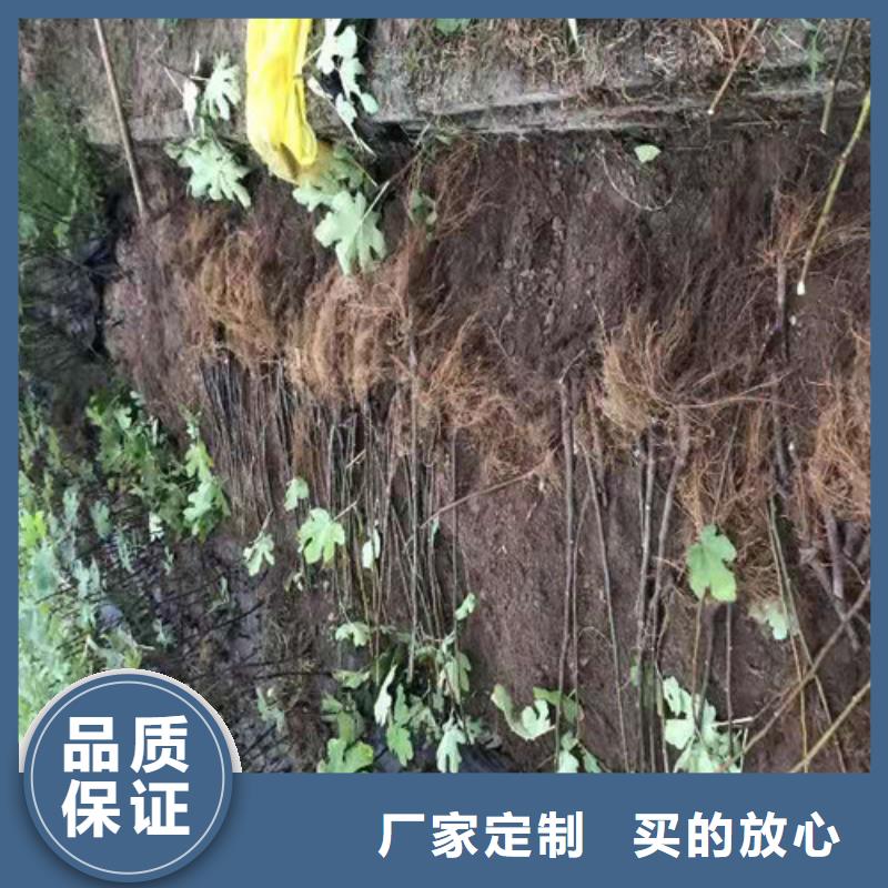 无花果核桃苗出厂严格质检