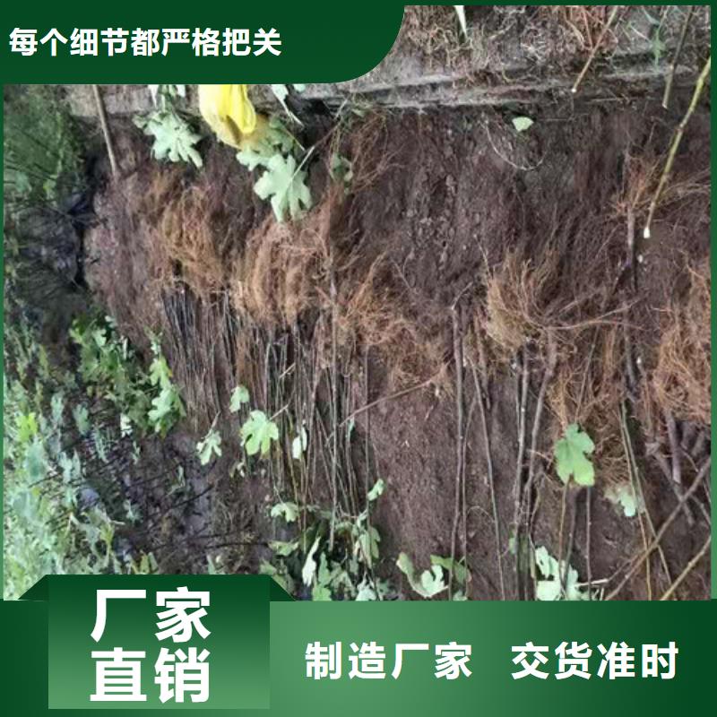 无花果_苹果树苗厂家供应