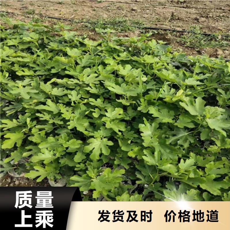 无花果_大棚草莓苗专业设计