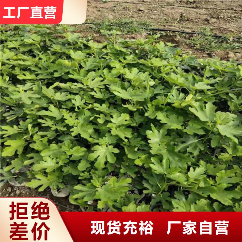 无花果苹果苗定制定做