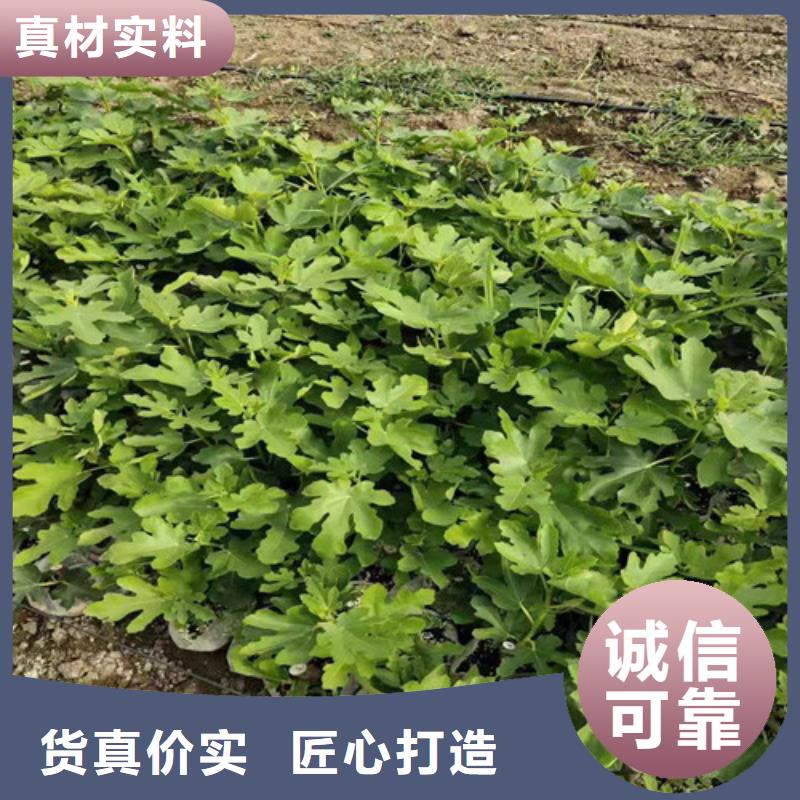 【无花果】金银花树苗随到随提