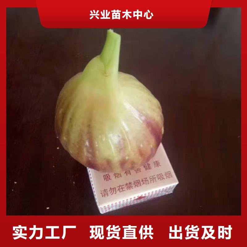 无花果,红富士苗诚信为本