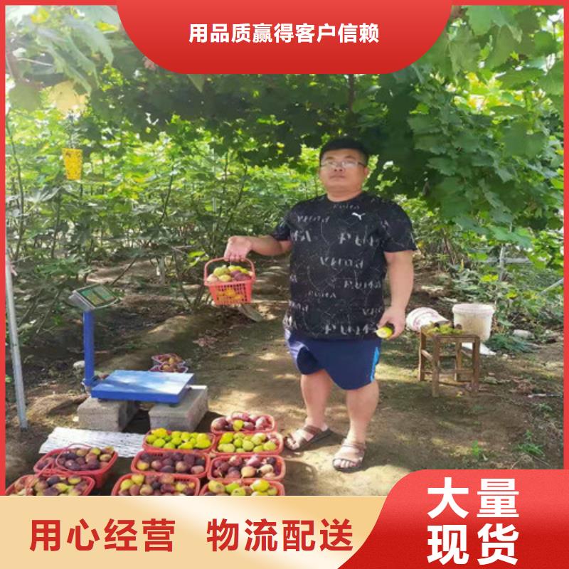 无花果_大棚草莓苗专业设计