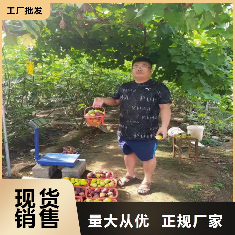 无花果_蓝莓苗源头工厂