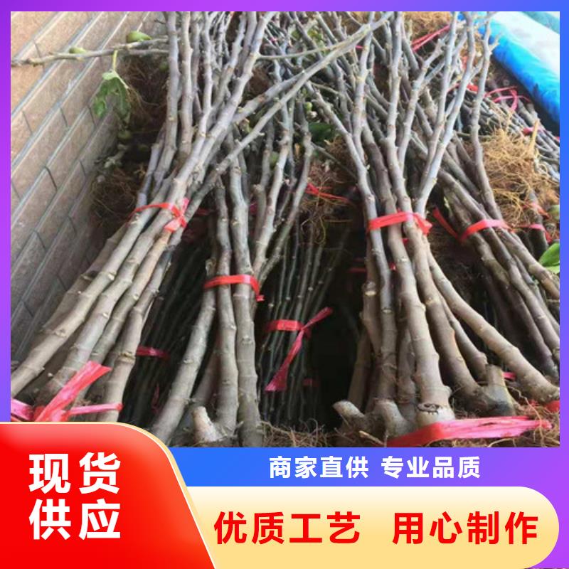 无花果,山楂树苗支持大批量采购