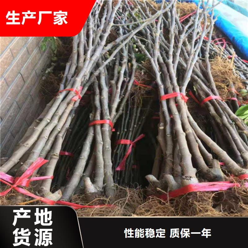 无花果大棚草莓苗好产品放心购