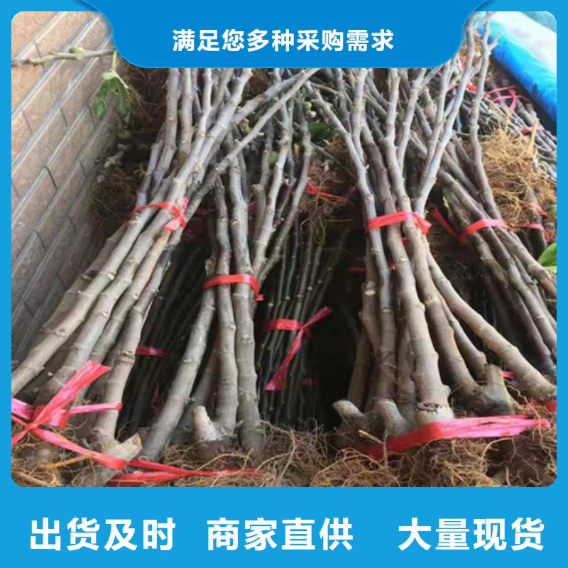 无花果-嘎啦苹果苗专注品质